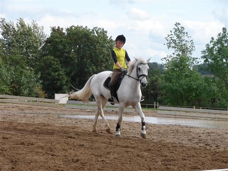 Anden særlig race Speedy Gonzales SOLGT! billede 12