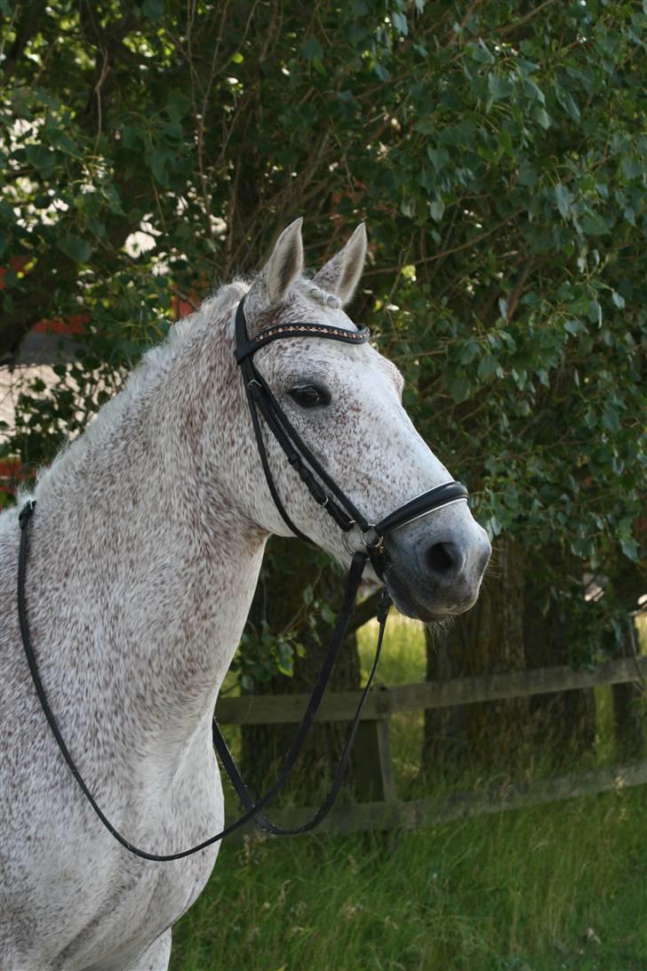 Anden særlig race Flame billede 20