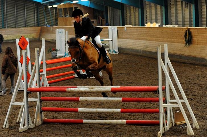 Tysk Sportspony Gladstone (Sten) - LA - 1.plads billede 5