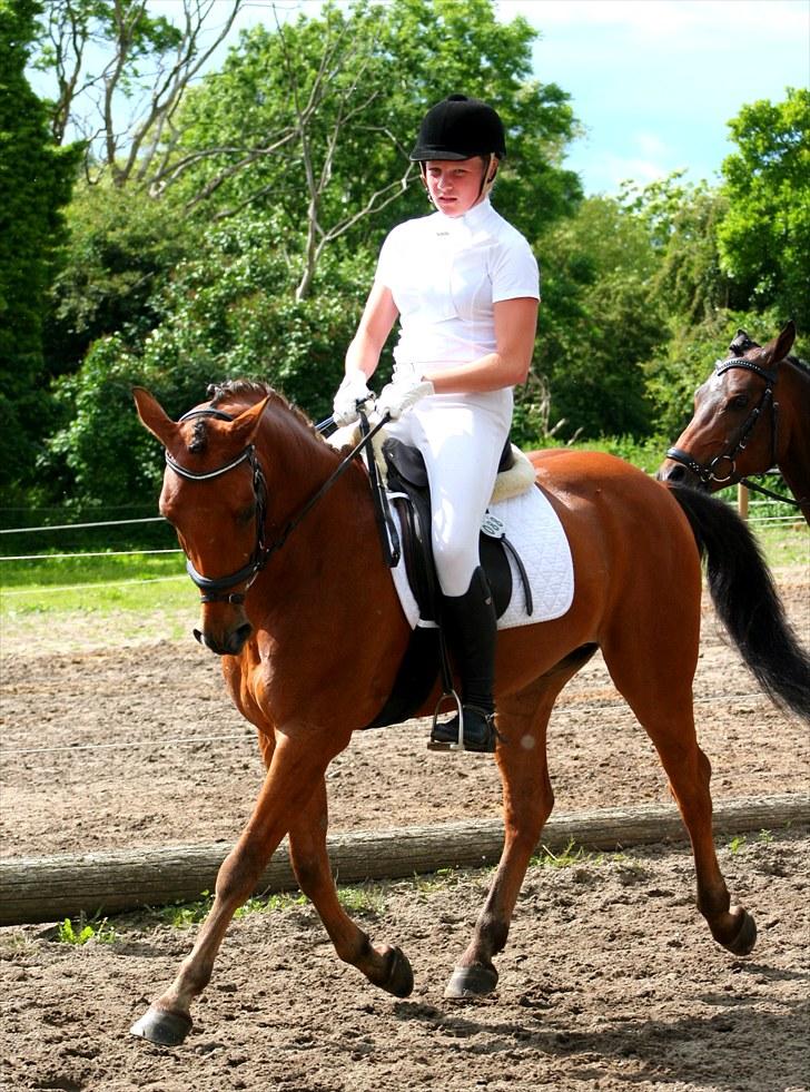 Tysk Sportspony Gladstone (Sten) - Opvarmning til Fynsmesterskab. billede 7