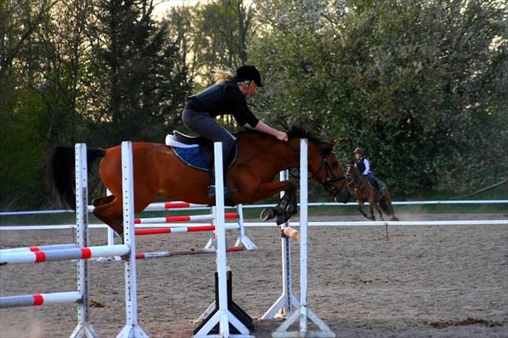 Tysk Sportspony Gladstone (Sten) - Sommer 2008, springtræning. billede 9