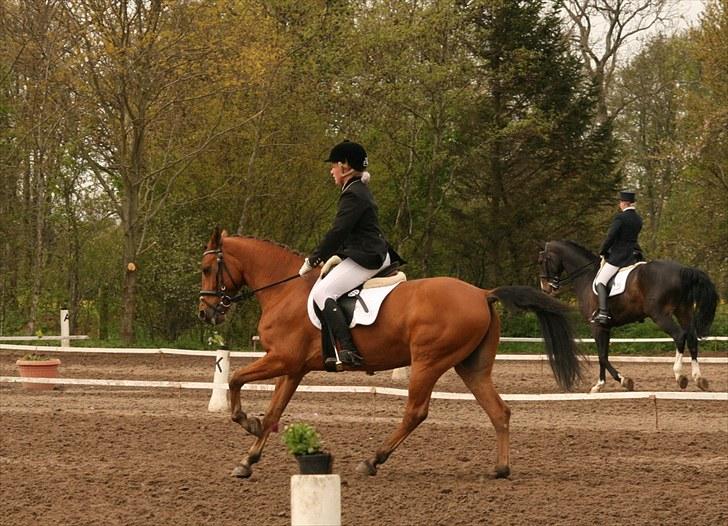 Tysk Sportspony Gladstone (Sten) - LA4 til 65%. billede 17