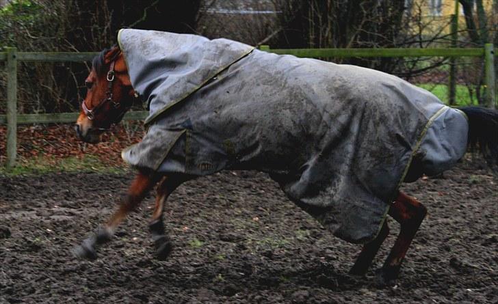 Tysk Sportspony Gladstone (Sten) - Min skat. billede 19