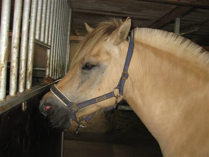 Fjordhest Kiwi / Diva Hovborg billede 8