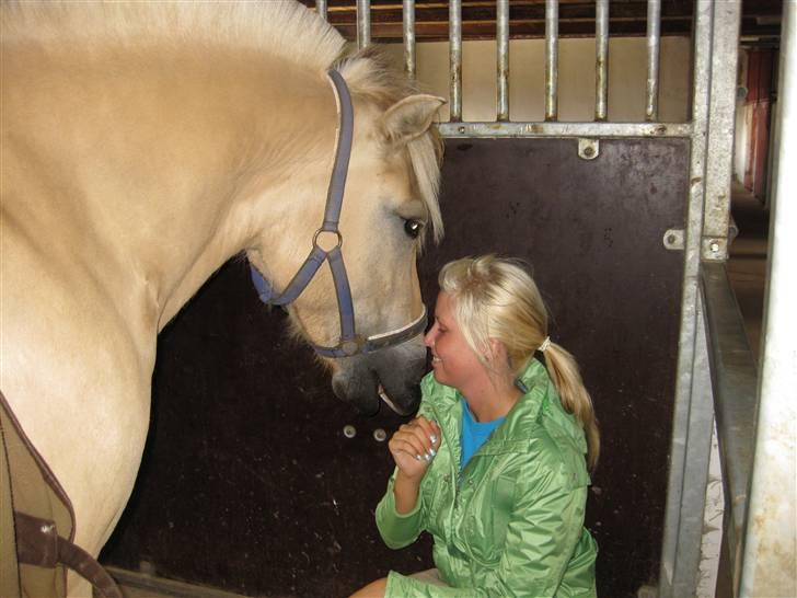 Fjordhest Kiwi / Diva Hovborg billede 10