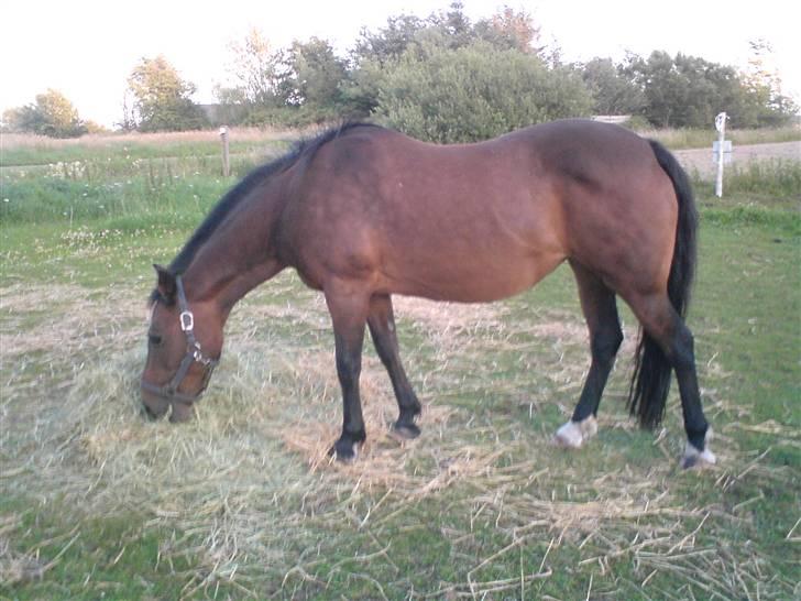 Anden særlig race Mitsi - 22/7-08 billede 19