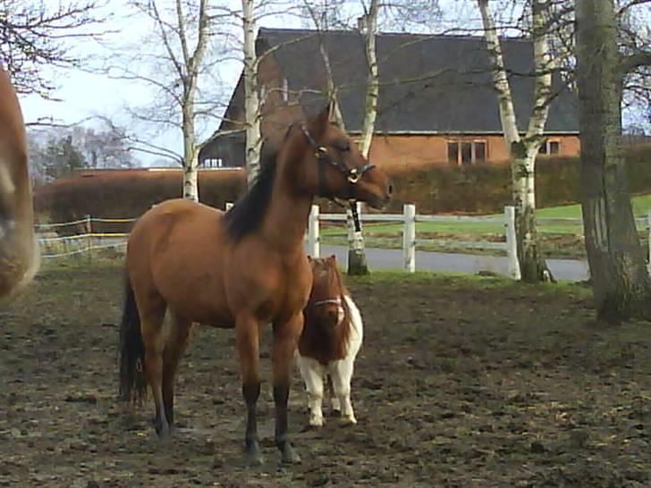 Anglo Araber (AA) Medina - Foto: Mig billede 12