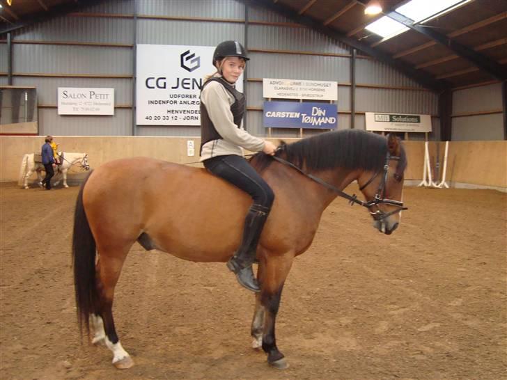 Anden særlig race Sir Richard rideskolepony billede 20