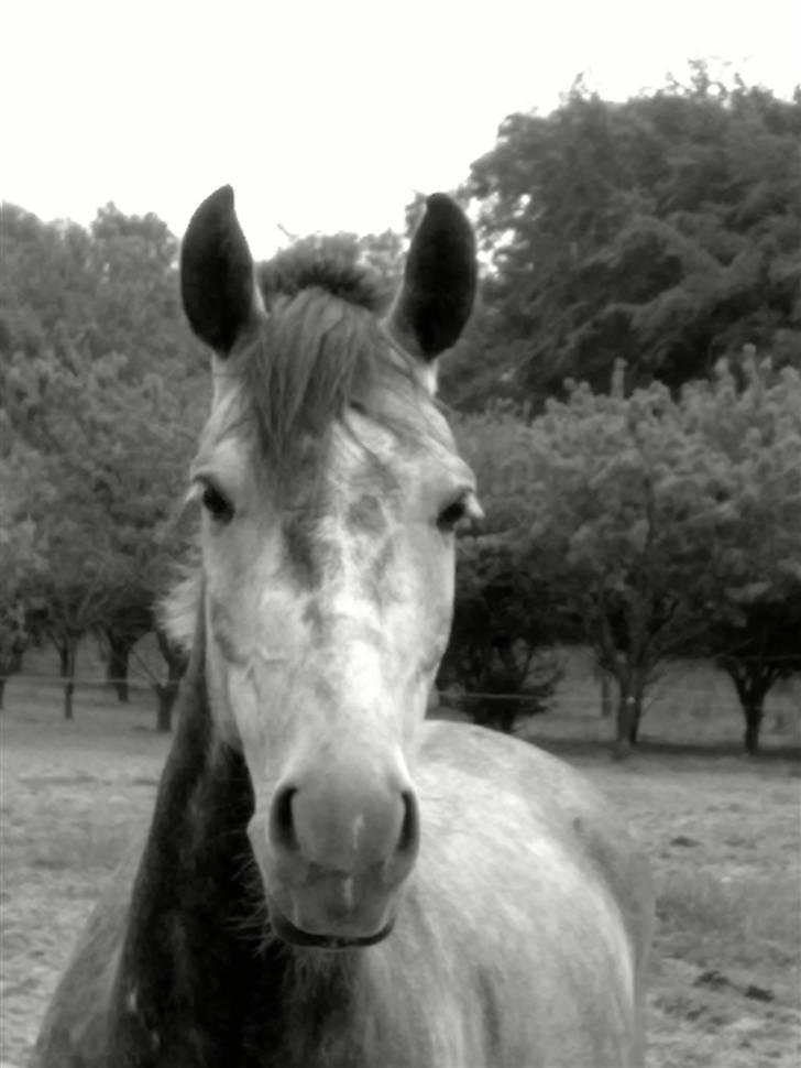 Anden særlig race Bastiansborgs Barney <3 - Barney på folden sommeren 09 :* billede 1