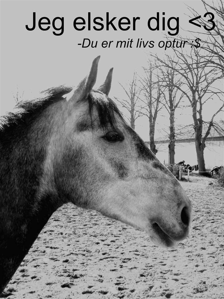 Anden særlig race Bastiansborgs Barney <3 - Hvis der er noget jeg elsker  - Så er det helt kalrt dig :i billede 2