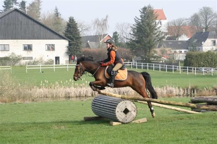 Welsh Pony (sec B) Stubbumgårds Tobias (Mac Million) - 2) Militray træning. billede 2