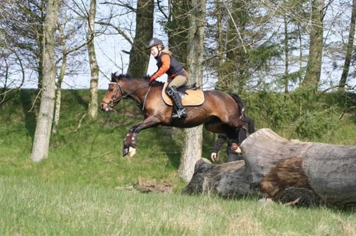 Welsh Pony (sec B) Stubbumgårds Tobias (Mac Million) - 3) Militray træning. billede 3