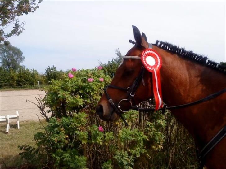 Welsh Pony (sec B) Stubbumgårds Tobias (Mac Million) - 4) Stævne(klubmesterskab) VI VANDT! billede 4
