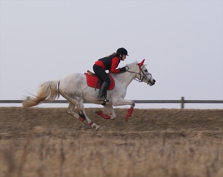 DSP Præstemarkens Mahogni |Honey| - Min spurter pony og mig på gallop banen, den bedste dag EVER. Virkelig min pony er verdens hurtigste ikke væddeløbs hest......... VI KAN FLYVE !!!!!!!!!!!!! :O
|Foto: Natalie T| billede 21