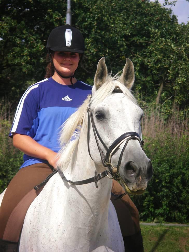 Anglo Araber (AA) Aries  - aries <3 billede 3