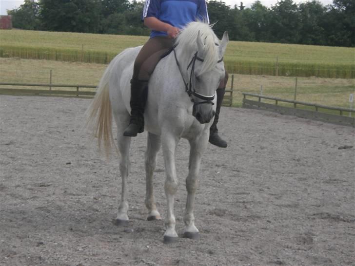 Anglo Araber (AA) Aries  billede 4