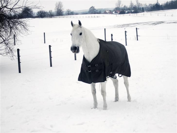 Anglo Araber (AA) Aries  billede 6