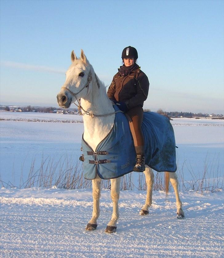 Anglo Araber (AA) Aries  - på juletur 2010 :) billede 10