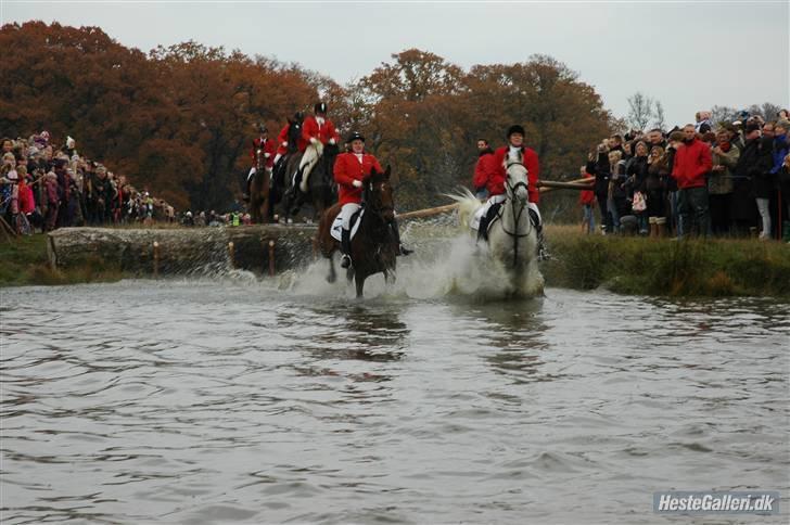 Anglo Araber (AA) Aries  - magasindammen til hubertus 09  (foto - Katrine I Team Malver :) . billede 13