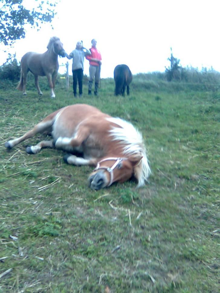 Shetlænder Monick Bomlund - Arrrrrh dejligt med en trille tur;D billede 20