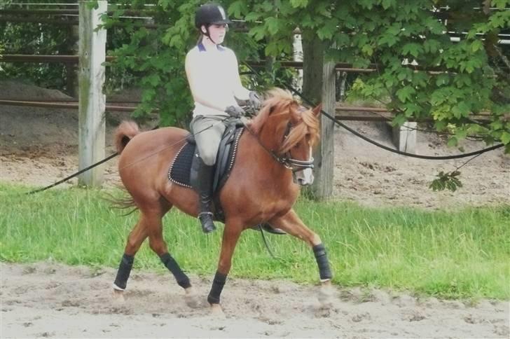 Anden særlig race magic fancy fancy(ik min) billede 11