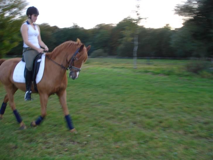 Anden særlig race magic fancy fancy(ik min) billede 12