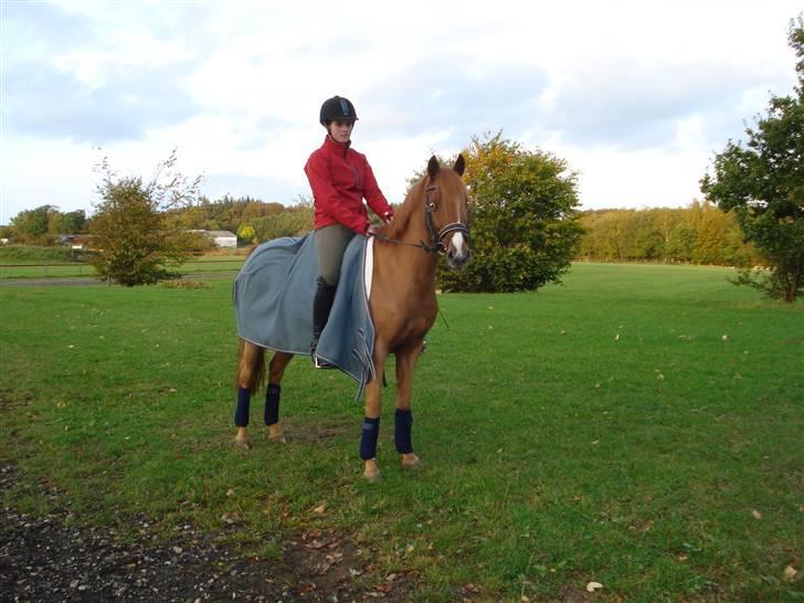 Anden særlig race magic fancy fancy(ik min) billede 13