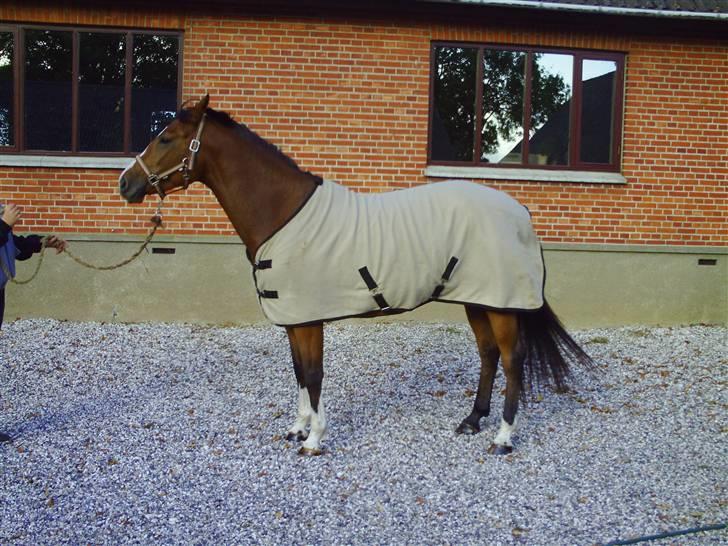 Dansk Varmblod Michellina/pepita *solgt* billede 1