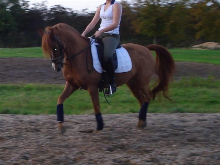 Anden særlig race magic fancy fancy(ik min) billede 14