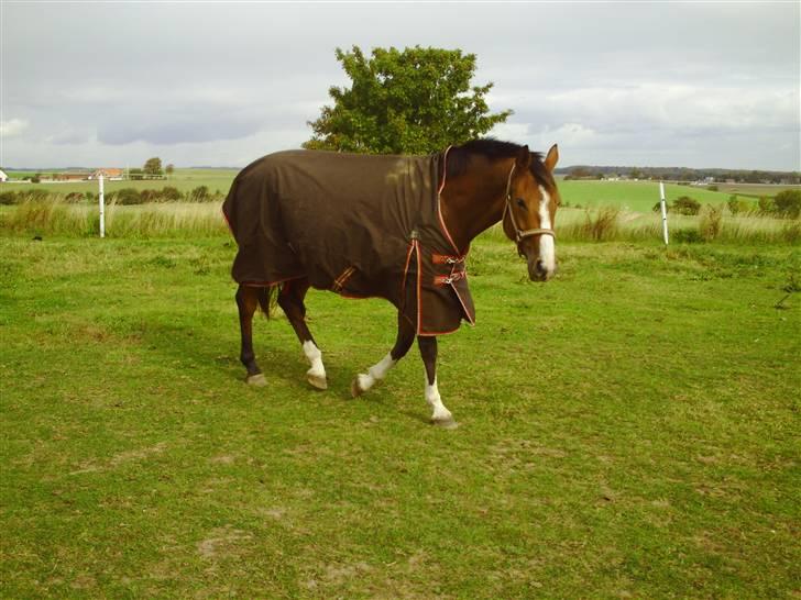 Dansk Varmblod Michellina/pepita *solgt* billede 2