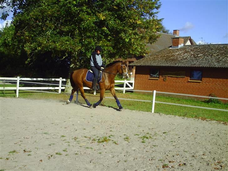 Dansk Varmblod Michellina/pepita *solgt* billede 14