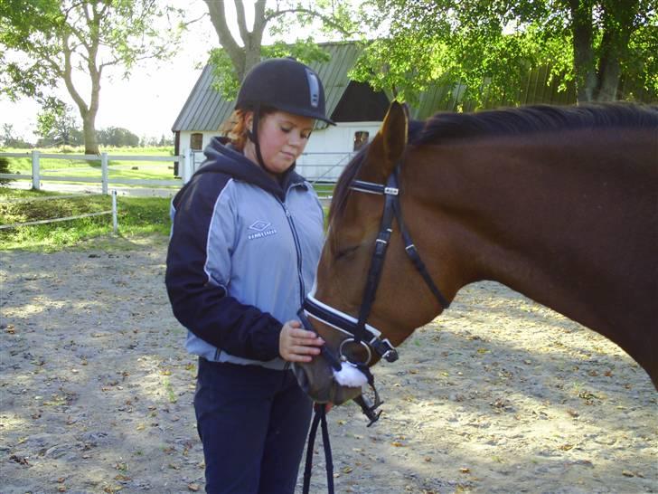 Dansk Varmblod Michellina/pepita *solgt* billede 15