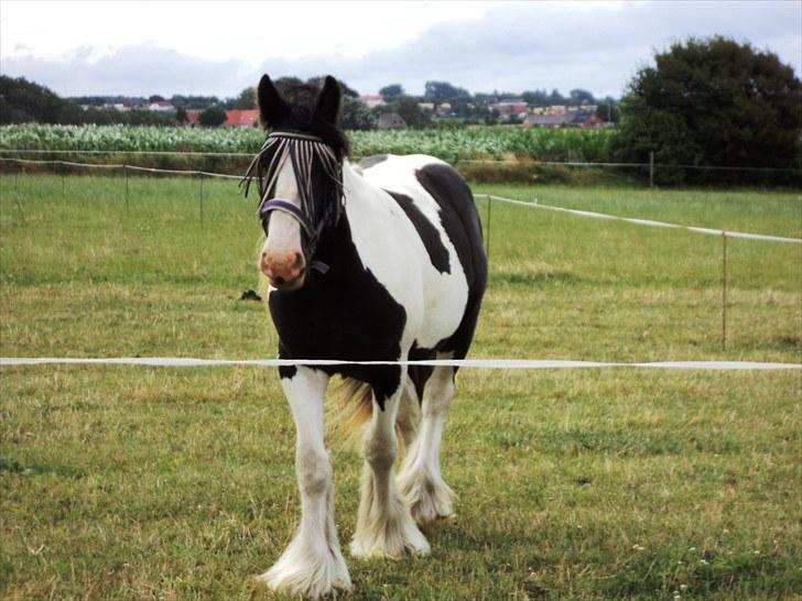 Irish Cob Romanys Cashel - Juli 2010 billede 2