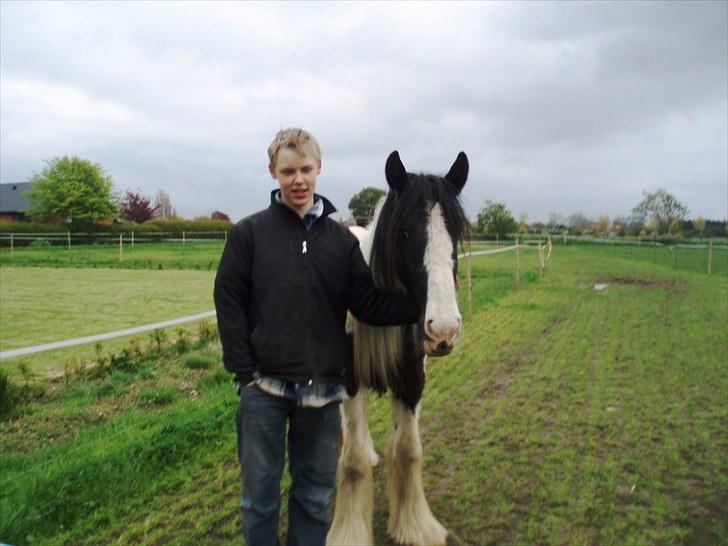 Irish Cob Romanys Cashel - Maj 2010 billede 3