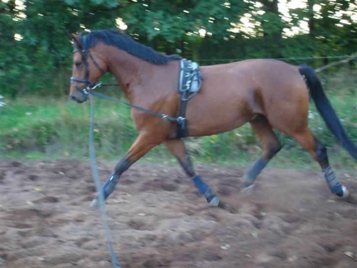 Trakehner Aragona R:I:P - Taget i September 2009 første uge i genoptræning billede 9