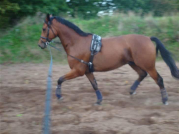 Trakehner Aragona R:I:P - Taget i September 2009 første uge i genoptræning billede 10