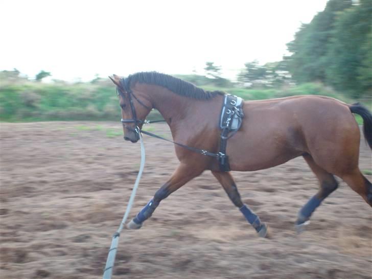 Trakehner Aragona R:I:P - Taget i September 2009 første uge i genoptræning billede 11