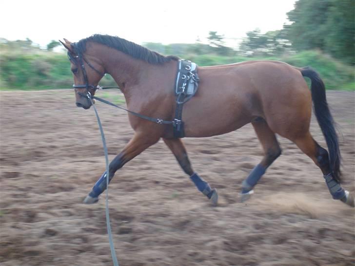 Trakehner Aragona R:I:P - Taget i September 2009 første uge i genoptræning billede 12