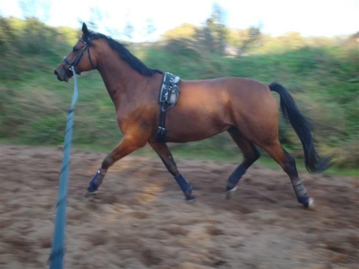 Trakehner Aragona R:I:P - Taget i September 2009 første uge i genoptræning billede 13