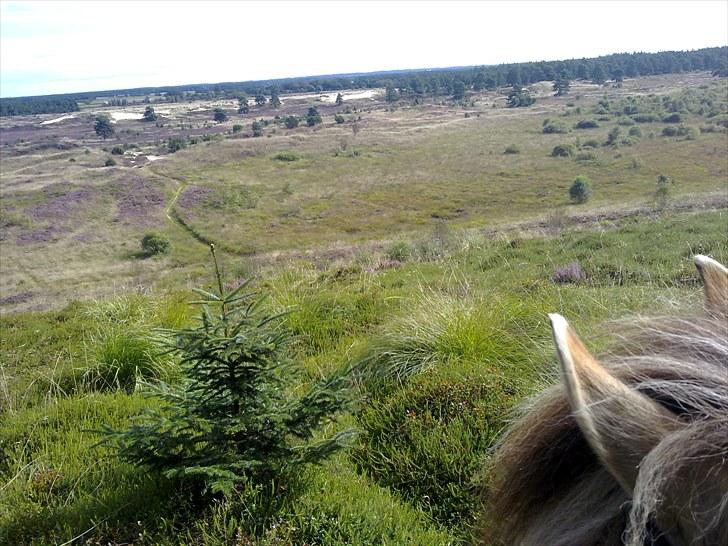 Fjordhest Helle Faurholt - Helle gik helt i stå da vi var i grene sande og nåede til denne udsigt(mors egen bjergged) billede 20