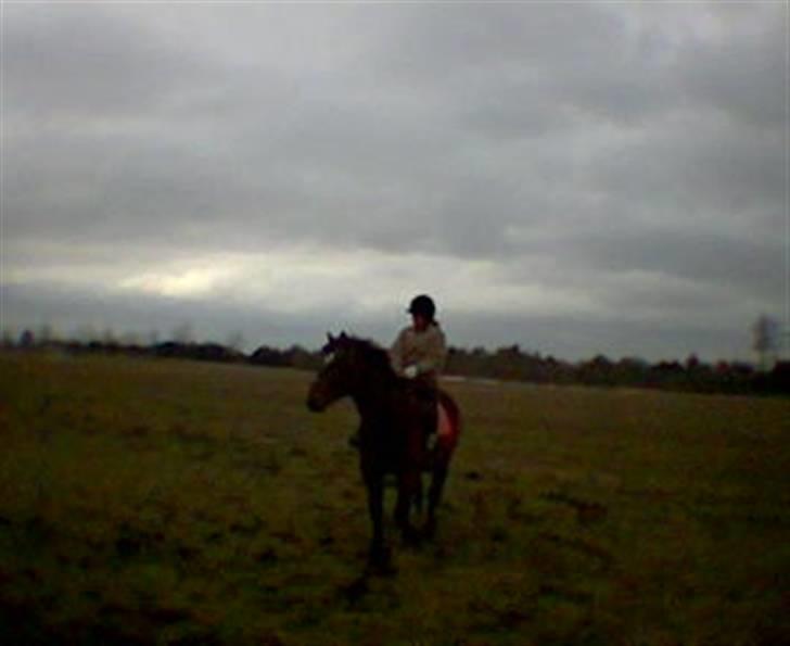 Anden særlig race Mr Tasano Tao - en af de første gange han havde rytter på billede 1