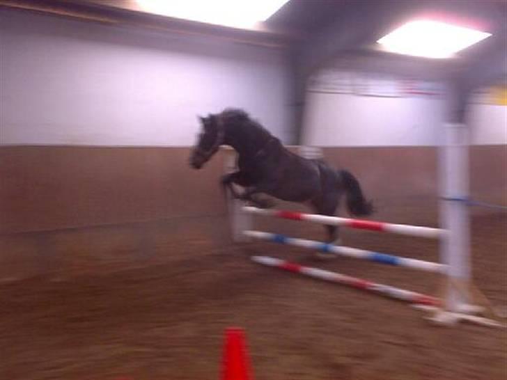 Anden særlig race Mr Tasano Tao - elsker at løsspringe:-) billede 2