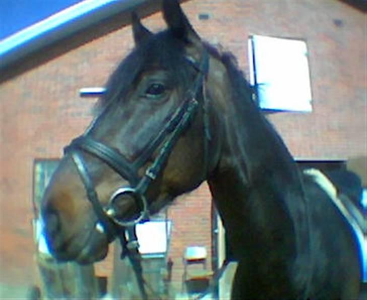 Anden særlig race Mr Tasano Tao - et af de første stævner han startede billede 3