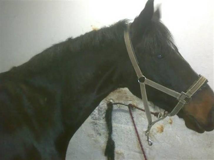 Anden særlig race Mr Tasano Tao - er vild sur over han har fået rykket man:-( billede 4