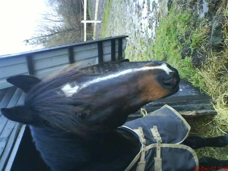Anden særlig race Mr Tasano Tao - Her nyder jeg lige det gode vejr fra min lille ponygård,der høre til min boks billede 5