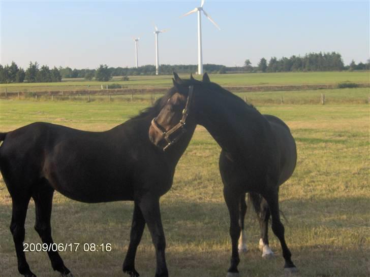 Anden særlig race Mr Tasano Tao - nyder lige en rigtig god gnubbe tur med min gamle mor:-) billede 6