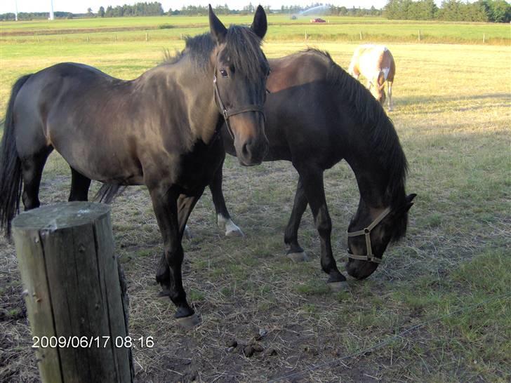 Anden særlig race Mr Tasano Tao - Her holder vi sommerferie skønt billede 7