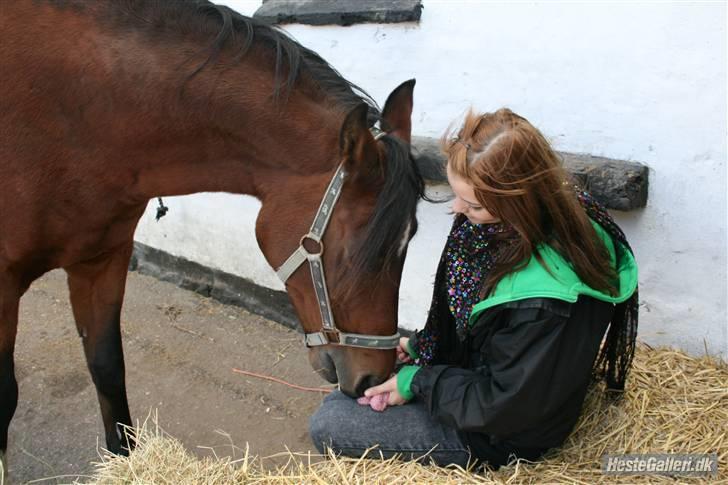Anden særlig race st. oliver af vsr billede 10