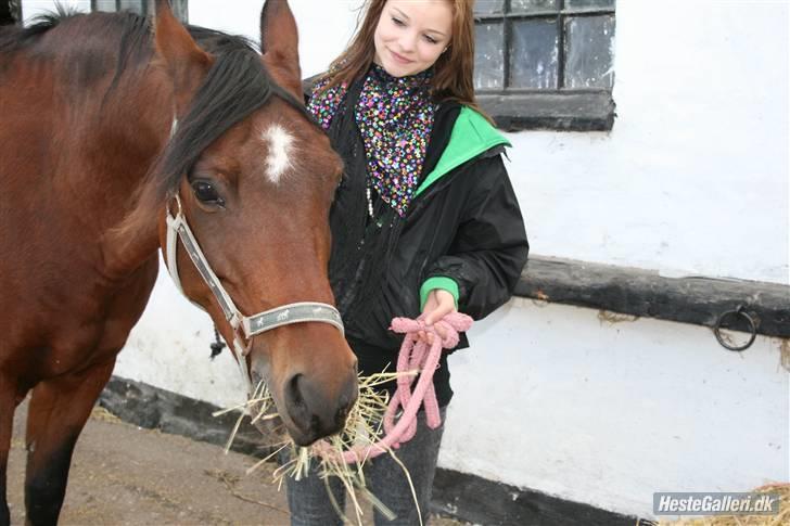Anden særlig race st. oliver af vsr billede 11