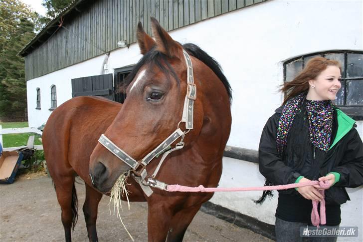 Anden særlig race st. oliver af vsr billede 15